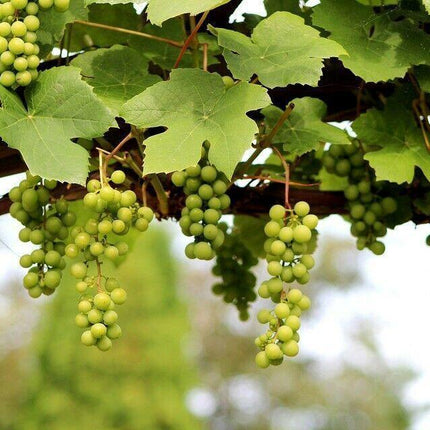 20 Wine Grape (Vitis Vinifera) Seeds - Seed World