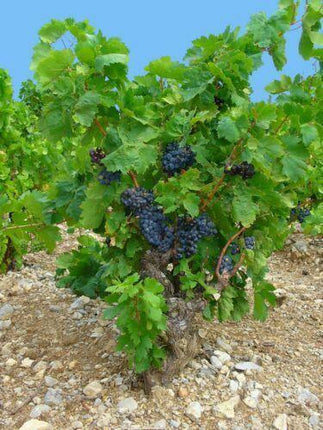20 Wine Grape (Vitis Vinifera) Seeds - Seed World