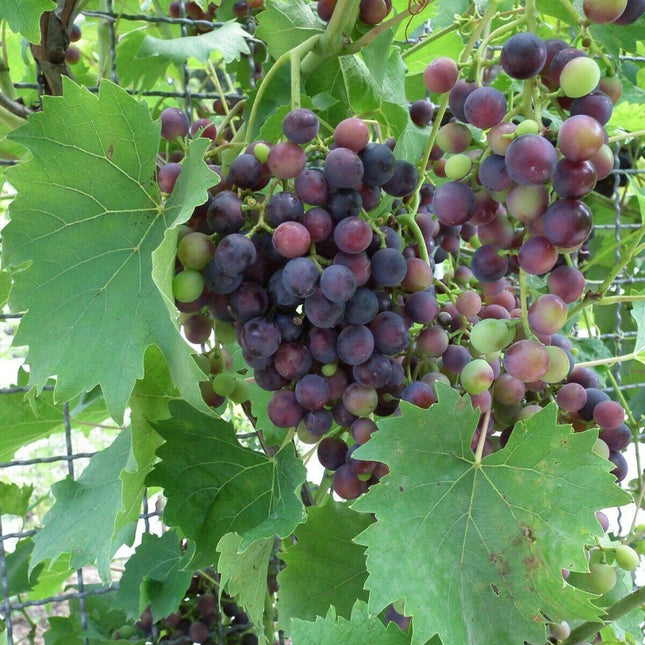 20 Wine Grape (Vitis Vinifera) Seeds - Seed World