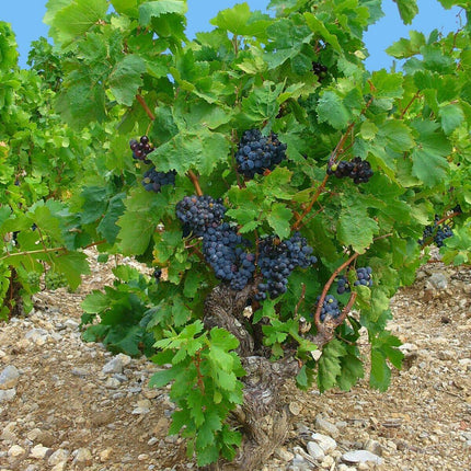 20 Wine Grape Vitis Vinifera Vine Seeds - Seed World