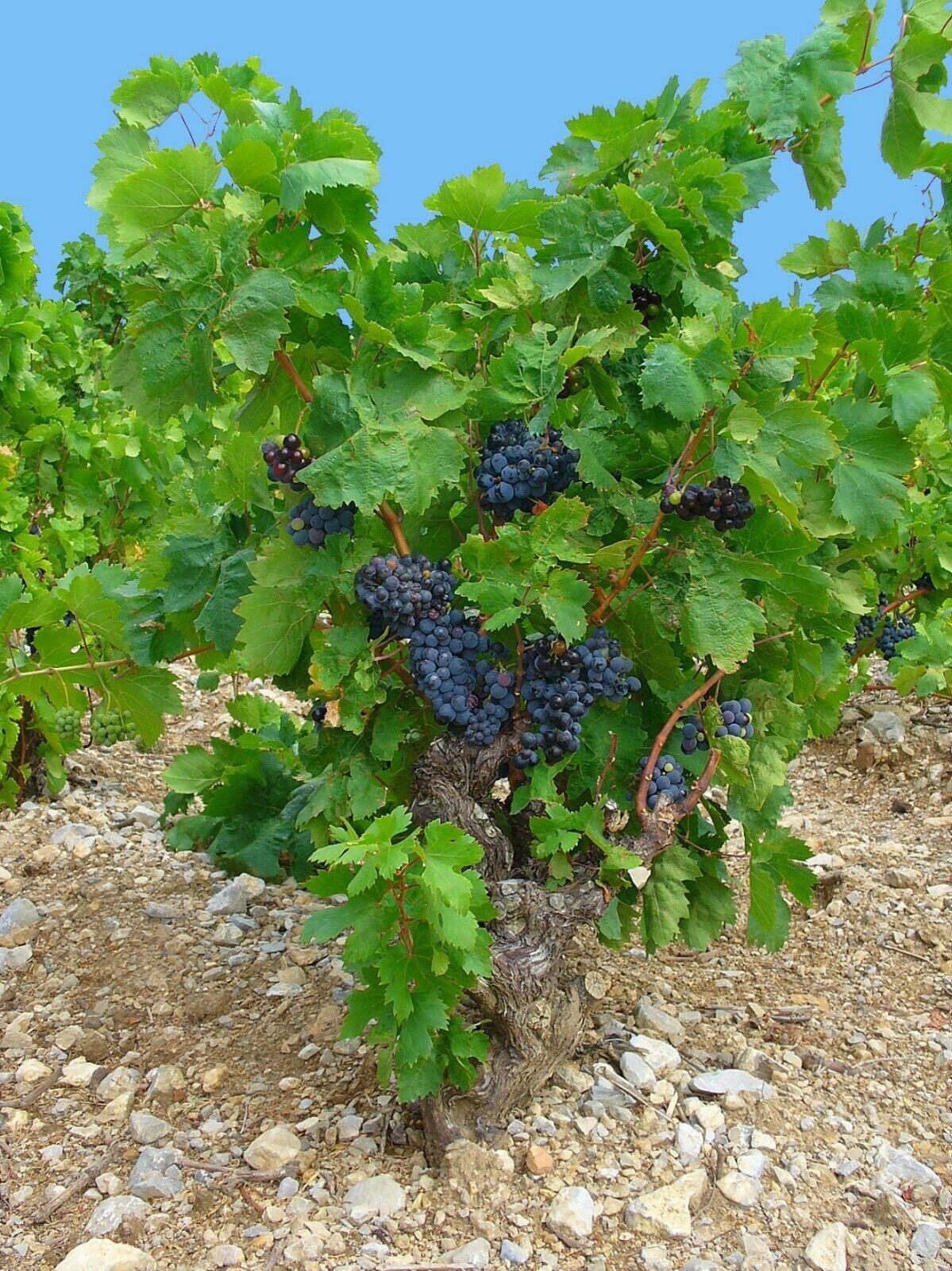 20 Wine Grape Vitis Vinifera Vine Seeds - Seed World