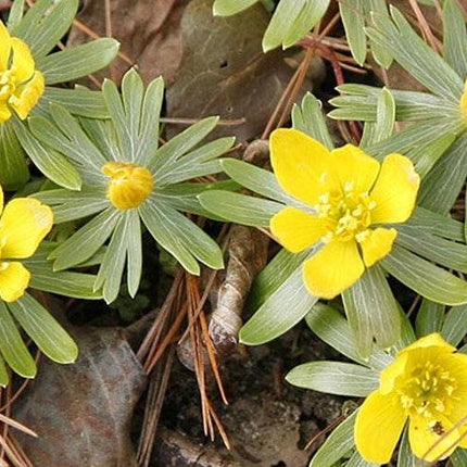 20 Winter Aconite (Eranthis Hyemalis) Seeds - Seed World