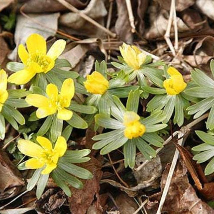 20 Winter Aconite (Eranthis Hyemalis) Seeds - Seed World