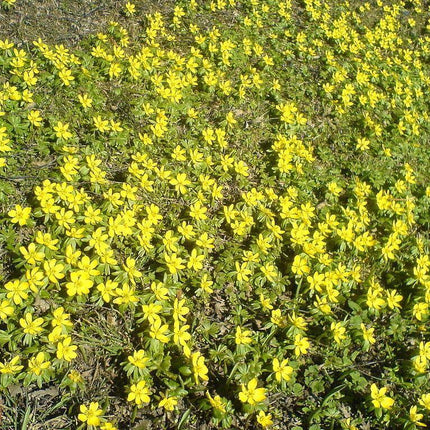 20 Winter Aconite (Eranthis Hyemalis) Seeds - Seed World