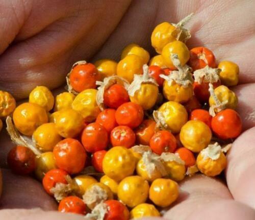 20 Winter Cherry - Withania Somnifera Seeds - Seed World