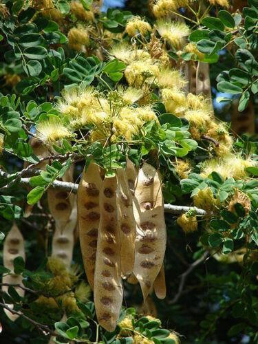 20 Woman's Tongue Tree Seeds - Seed World