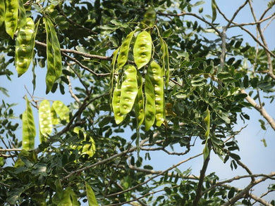 20 Woman's Tongue Tree Seeds - Seed World