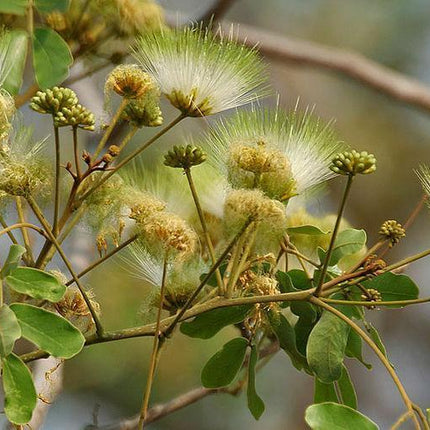 20 Woman's Tongue Tree Seeds - Seed World