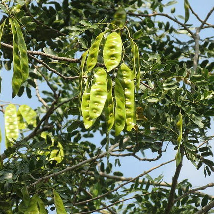 20 Woman's Tongue Tree Seeds - Seed World
