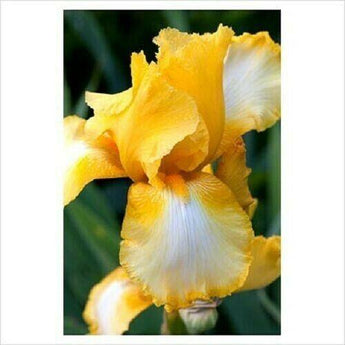 20 Yellow Bearded Iris Seeds - Seed World