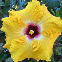 20 Yellow Red Hibiscus Seeds - Seed World