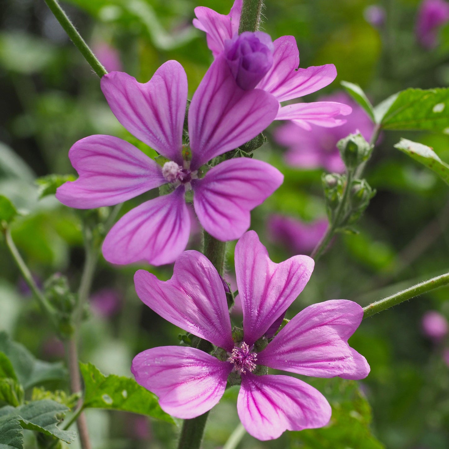 20  Zebrina Hollyhock Seeds - Seed World