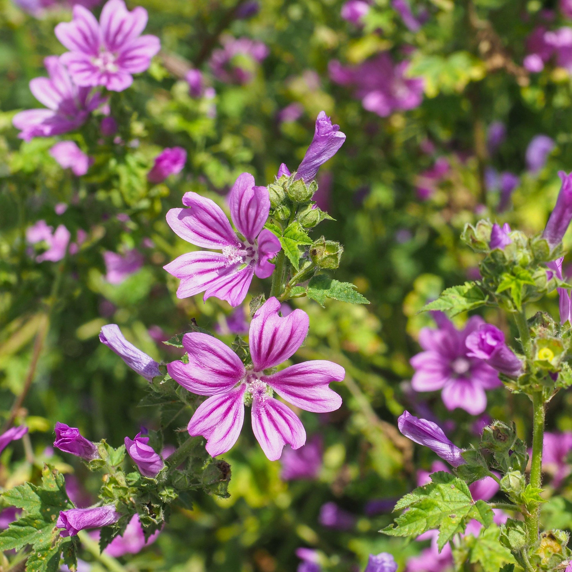 20  Zebrina Hollyhock Seeds - Seed World
