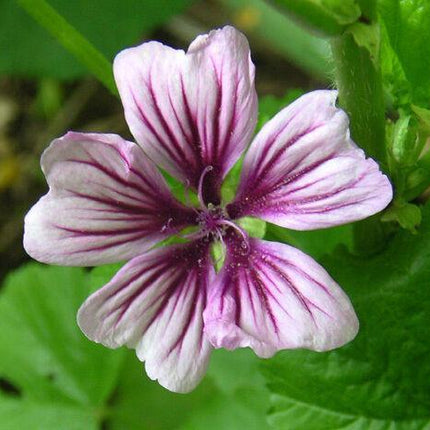 20 Zebrina Hollyhock Seeds - Seed World