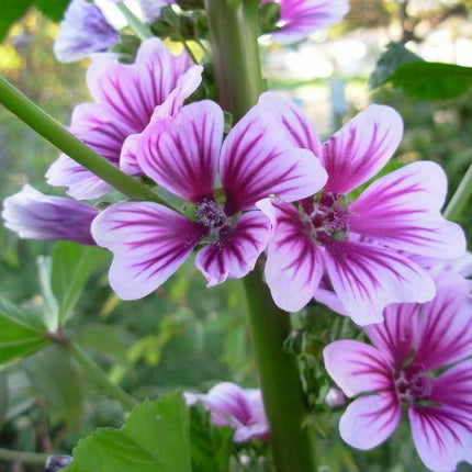 20 Zebrina Hollyhock Seeds - Seed World