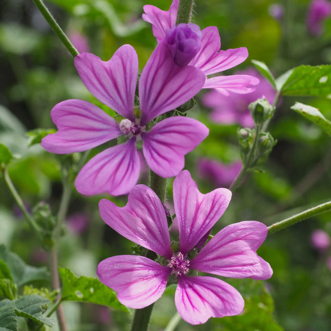 Hollyhock Zebrina Seeds – Malva sylvestris with Vibrant Pink-Purple Striped Flowers, Easy-Grow Pollinator-Friendly Cottage Garden Flower Seeds. Seed World