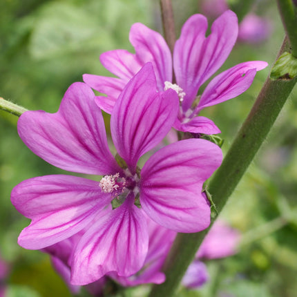 20 Zebrina Hollyhock Seeds - Seed World