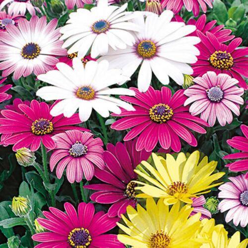 200 African Daisy "Cineraria Mix" Seeds - Seed World