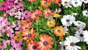 200 African Daisy "Cineraria Mix" Seeds - Seed World