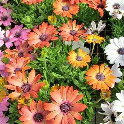 200 African Daisy "Cineraria Mix" Seeds - Seed World