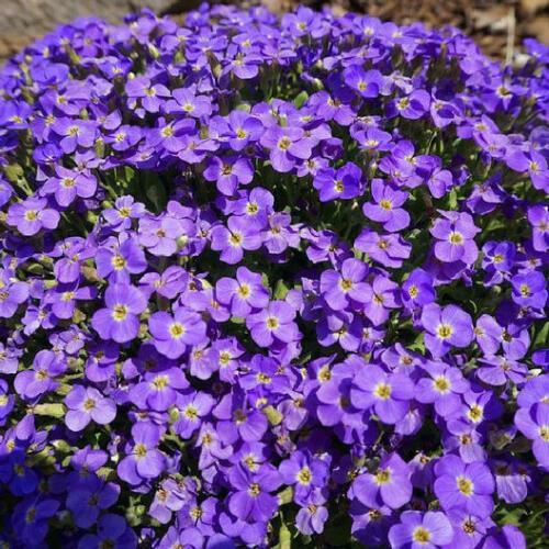 200 Aubrieta Whitewell Gem | Purple Rock Cress Seeds - Seed World