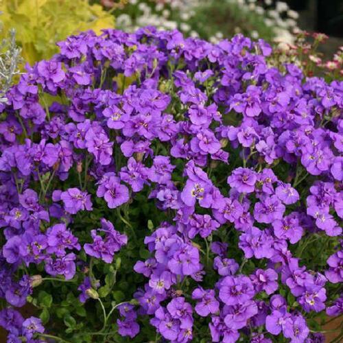 200 Aubrieta Whitewell Gem | Purple Rock Cress Seeds - Seed World
