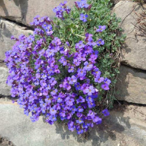 200 Aubrieta Whitewell Gem | Purple Rock Cress Seeds - Seed World