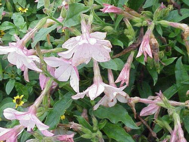 200 Aztec Nicotiana Seeds - Seed World