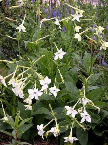 200 Aztec Nicotiana Seeds - Seed World