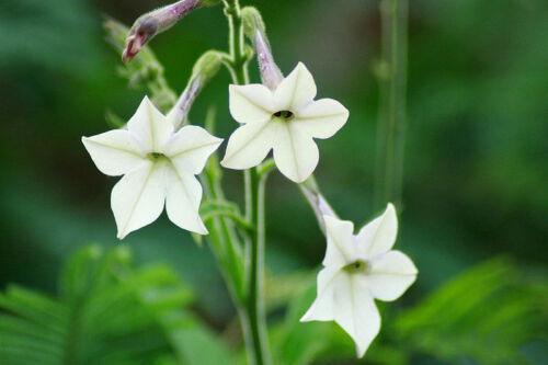 200 Aztec Nicotiana Seeds - Seed World