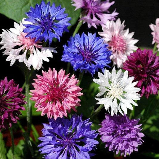 200 Bachelor Button Seeds | Polka Dot Mix Flower - Seed World