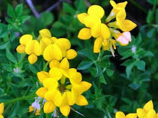 200 Bird's Foot Trefoil Seeds - Seed World