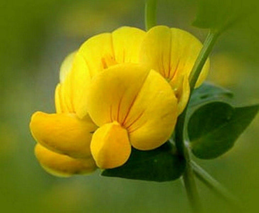 200 Bird's Foot Trefoil Seeds - Seed World