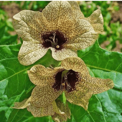 200 Black Henbane - Stinking Nightshade Seeds - Seed World