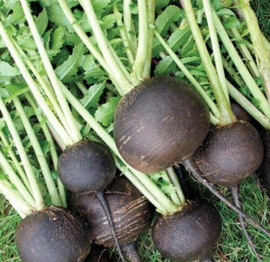 200 Black Spanish Radish Seeds - Seed World