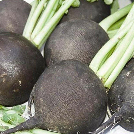 200 Black Spanish Radish Seeds - Seed World