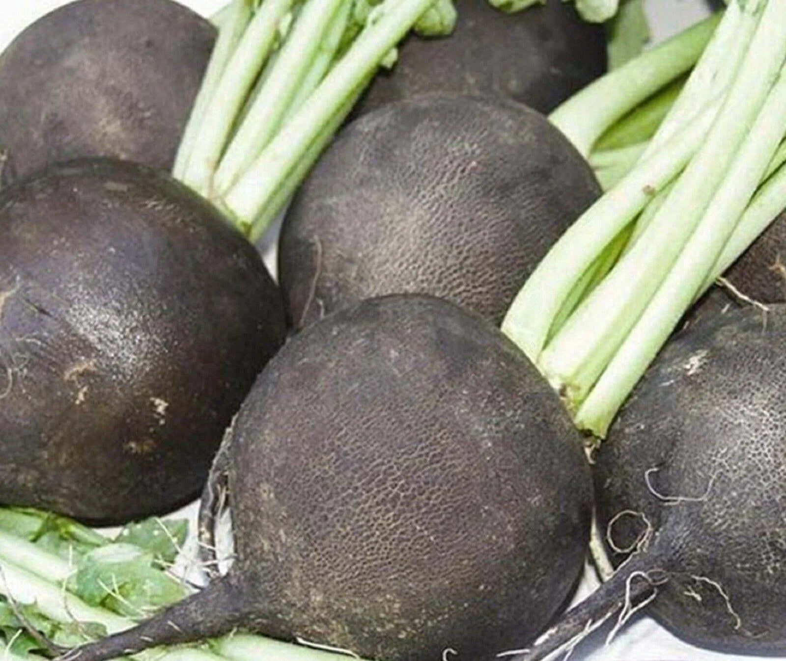 200 Black Spanish Radish Seeds - Seed World