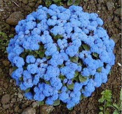 200 Blue Ageratum Seeds - Seed World