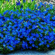 25 Blue Alyssum Seeds - Seed World