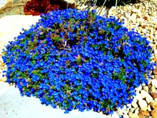 25 Blue Alyssum Seeds - Seed World