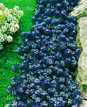 25 Blue Alyssum Seeds - Seed World