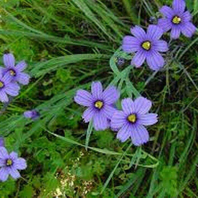 200 Blue-Eyed Grass Seeds - Seed World