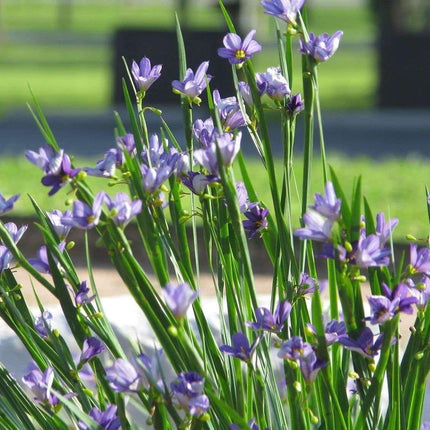 200 Blue-Eyed Grass Seeds - Seed World