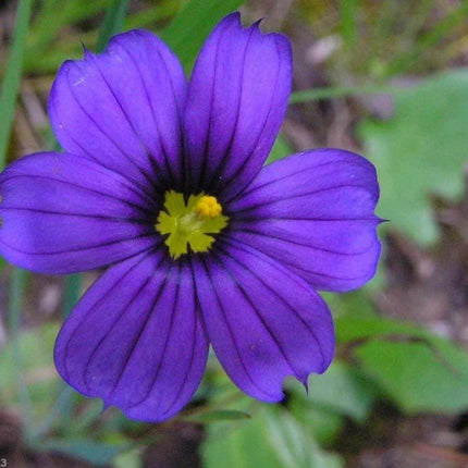 200 Blue-Eyed Grass Seeds - Seed World