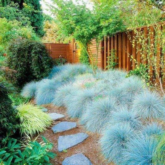 200 Blue Fescue Grass - Fesnea Glauca Ornamental Grass - Seed World