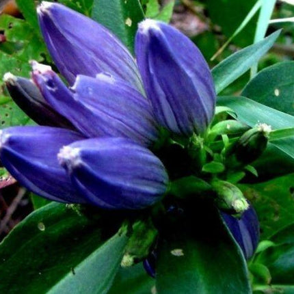 200 Bottle Gentian Seeds - Seed World
