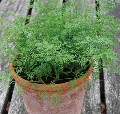 200 Bouquet Dill Seeds - Seed World