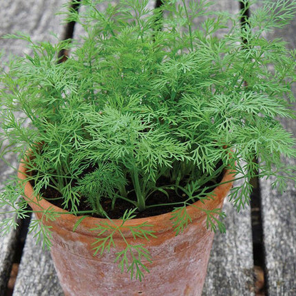 200 Bouquet Dill Seeds - Seed World