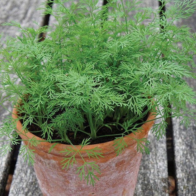 200 Bouquet Dill Seeds - Seed World
