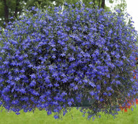 200 Cambridge Blue Lobelia Seeds - Seed World